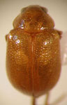  Colaspis sp. 27