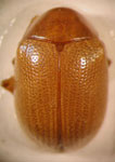  Colaspis sp. 28