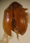  Colaspis sp. 29