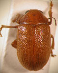  Colaspis sp. 31