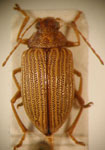  Colaspis sp. 33