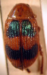  Metaxyonycha sp. 5