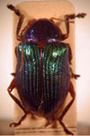  Metaxyonycha tricolor