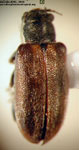  Psathyrocerus fulvipes oblongus