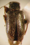  Psathyrocerus pallipes pallipes