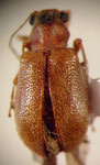  Psathyrocerus variegatus testaceus