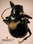 Typophorus sp. 5