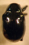  Typophorus sp. 1