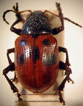  Typophorus sp. 4