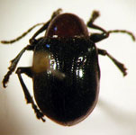  Typophorus sp. 6