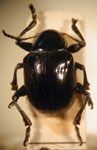  Typophorus sp. 7