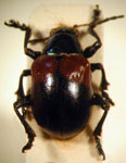  Typophorus sp. 8