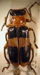  Agathomerus (Agathomeroides) bichito