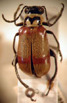  Agathomerus (Agathomeroides) flavomaculatus