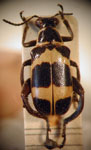  Agathomerus (Euagathomerus) marginatus