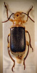  Agathomerus (Euagathomerus) sellatus