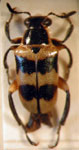  Mastostethus argentinensis