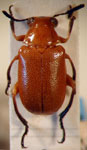  Mastostethus minutus