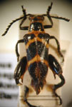  Megalopus (Mucromegalopus) jacobyi