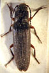  Olotelus femoralis