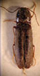  Pseudiconus mendax