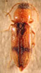  Paradonus nivalis