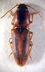  Aeolus	mellillus