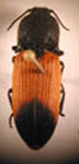  Antitypus insignitus