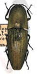  Chalcolepidius virens