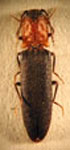  Dilobitarsus sulcicollis