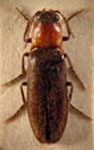  Phanophorus parallelus