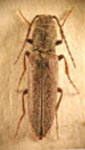  Aphricus chilensis