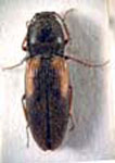  Cardiophorus edwardsi