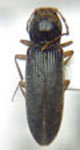  Cardiophorus sp. A