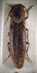  Agriotes germaini