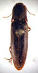  Agriotes vicinus