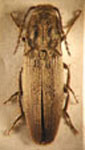  Bedresia impressicollis