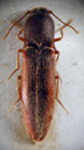  Deromecus agriotes