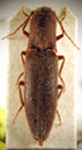  Deromecus angustatus