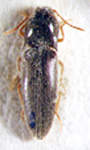  Deromecus debilis