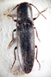  Deromecus delfini