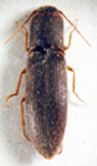  Deromecus filicornis