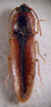  Deromecus fulvus