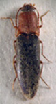  Deromecus griscescens