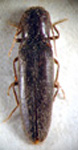  Deromecus niger