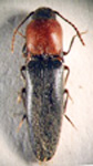  Deromecus sanguinicollis