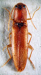  Deromecus tenuicollis