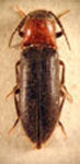  Anoplischius candezei