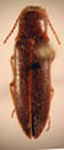  Dipropus chilensis