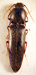  Gabryella attenuata